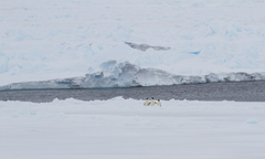 Aptenodytes forsteri