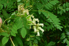 Sophora flavescens