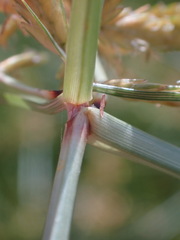 Cyperus sphaerospermus