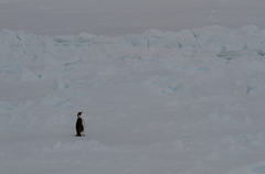 Aptenodytes forsteri