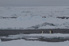 Aptenodytes forsteri