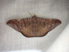 Sphacelodes vulneraria