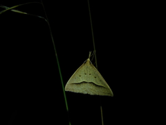 Epidesmia hypenaria