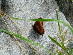 Erebia