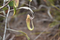 Nepenthes rafflesiana