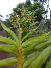 Flagellaria neocaledonica