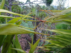 Flagellaria neocaledonica