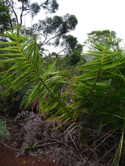 Flagellaria neocaledonica