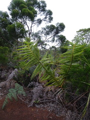 Flagellaria neocaledonica