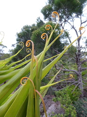 Flagellaria neocaledonica