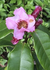 Strophanthus gratus