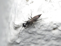 Dolichurus