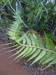 Flagellaria neocaledonica