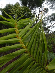 Flagellaria neocaledonica