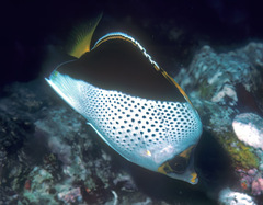 Chaetodon tinkeri