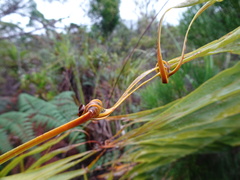 Flagellaria neocaledonica