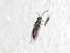 Dolichurus