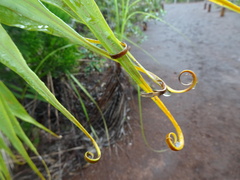 Flagellaria neocaledonica