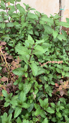 Mentha × piperita