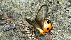 Pierella nereis