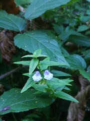 Scutellaria galericulata