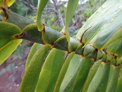 Flagellaria neocaledonica