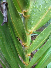 Flagellaria neocaledonica
