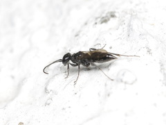 Dolichurus