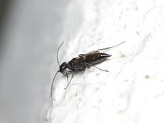 Dolichurus