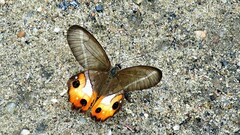 Pierella nereis