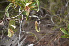 Nepenthes rafflesiana