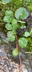 Hydrocotyle bonplandii