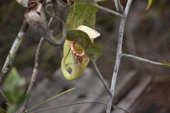 Nepenthes rafflesiana