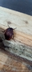 Phosphuga atrata
