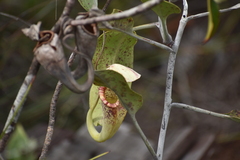Nepenthes rafflesiana