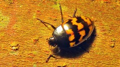 Iphiclus abdominalis