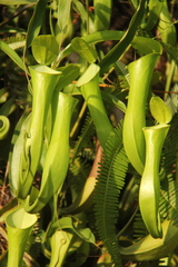 Nepenthes reinwardtiana
