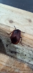 Phosphuga atrata