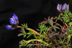 Lupinus microphyllus