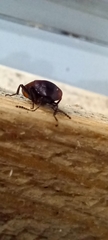 Phosphuga atrata