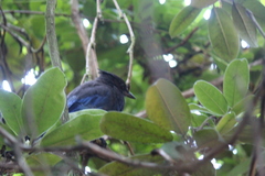 Cyanocitta stelleri