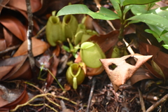 Nepenthes ampullaria