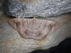 Sphacelodes vulneraria