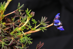 Lupinus microphyllus