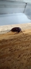 Phosphuga atrata