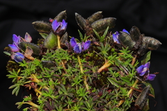 Lupinus microphyllus