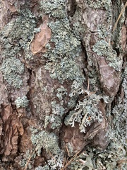 Hypogymnia farinacea