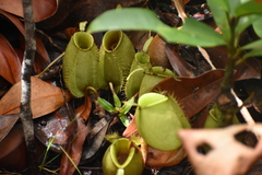 Nepenthes ampullaria
