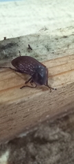Phosphuga atrata