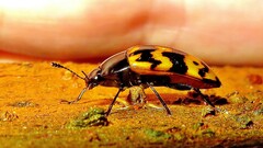 Iphiclus abdominalis